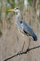 Ardea cinerea (Airone cenerino su ramo)3